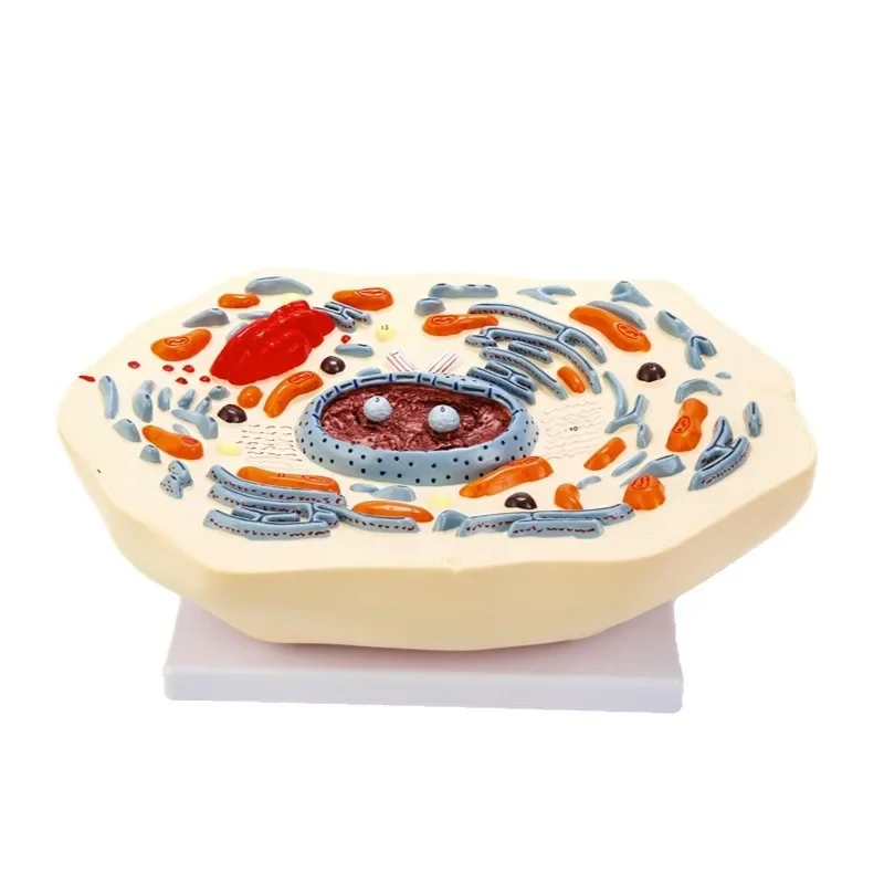 Animal cell submicrostructure model, for medical teaching