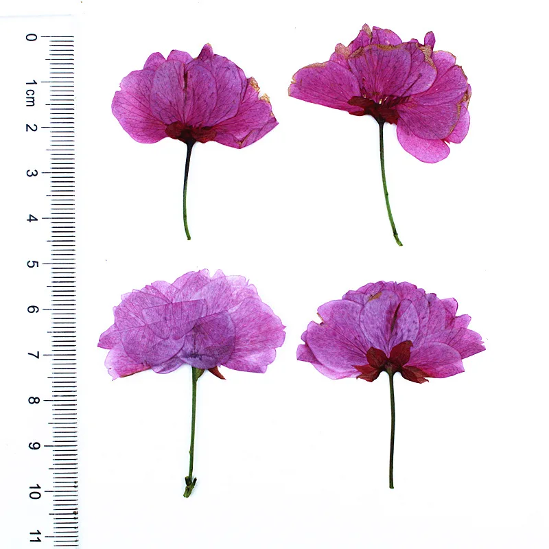 24 Stück, echte gepresste Kirschblüten, getrocknete Blumen für DIY-Handy-Lesezeichen, Grußkarten, Epoxidharz-Schmuck, Kerzenherstellung, Bastelzubehör – Detail 11