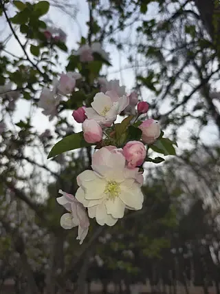 

IFlight BLITZ Whoop F7 55A AIO Board Flight Controller / ESC Gyro BMI270 W/ 25.5*25.5mm Mounting Pattern 2-6S for RC FPV Drone