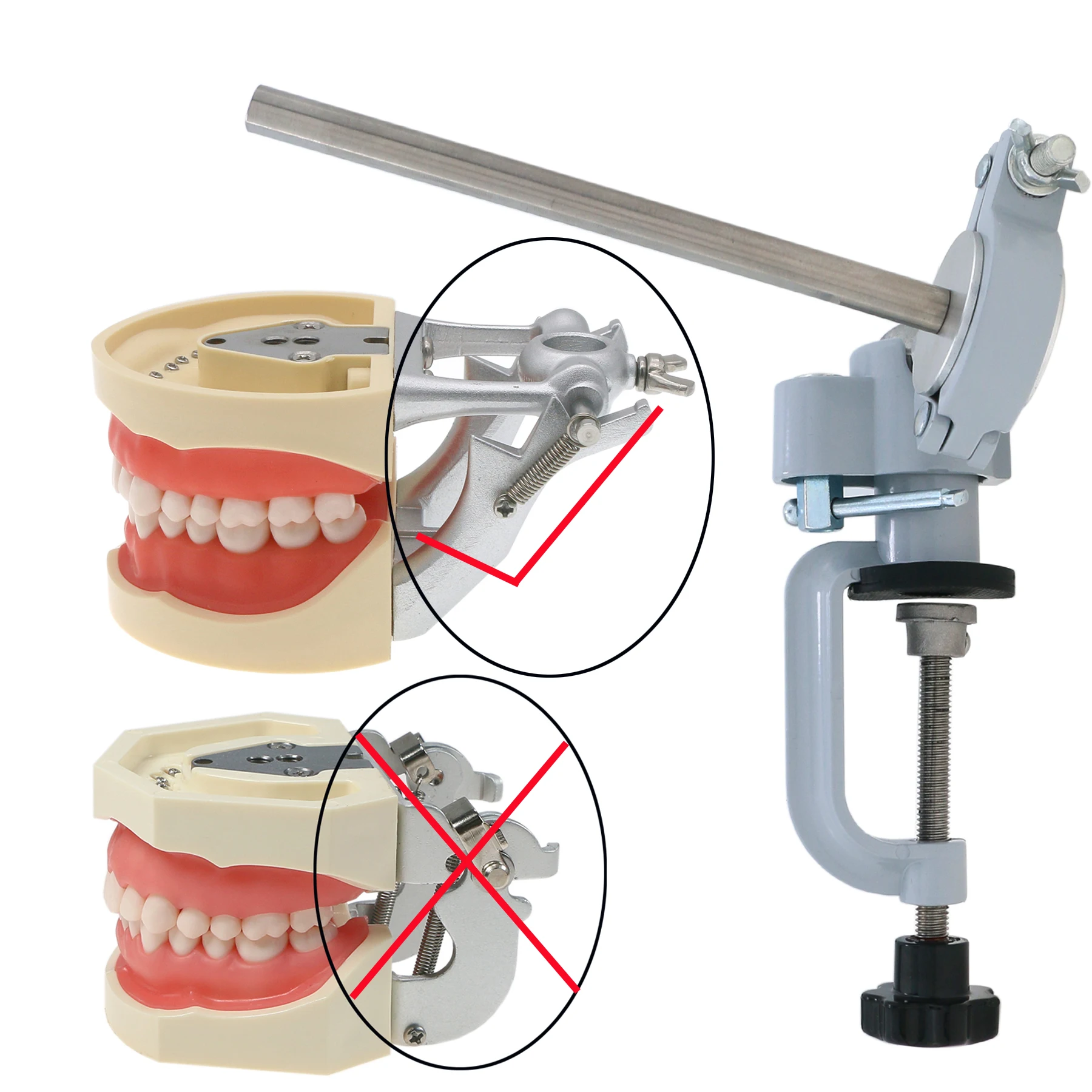 Typodont Mounting Pole Fit For Columbia Kilgore Nissin Frasaco Teeth Model 360 Degree Motion 