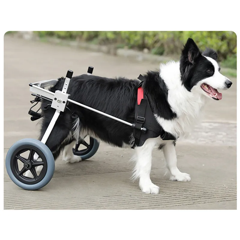 Sedia a rotelle per cani da compagnia regolabile per le gambe posteriori Riabilitazione Sedia a rotelle per gatti Sedia a rotelle leggera per cani disabili Strumento da passeggio