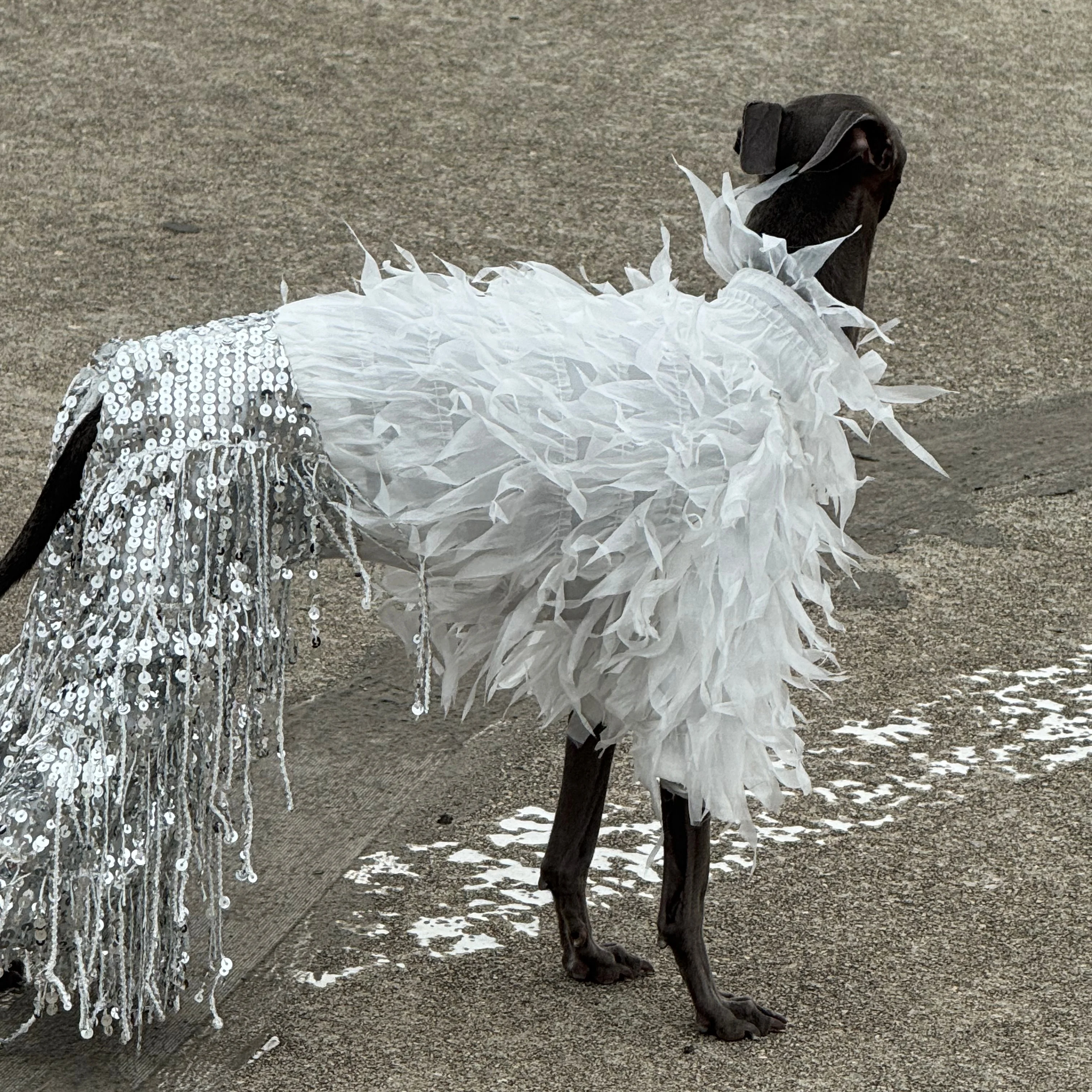Feather Splicing Icicle Tassel Sequin Fleece Lined 4-Leg Italian Greyhound Dog Jumpsuit, Luxury Pet Party Costume for Whippet