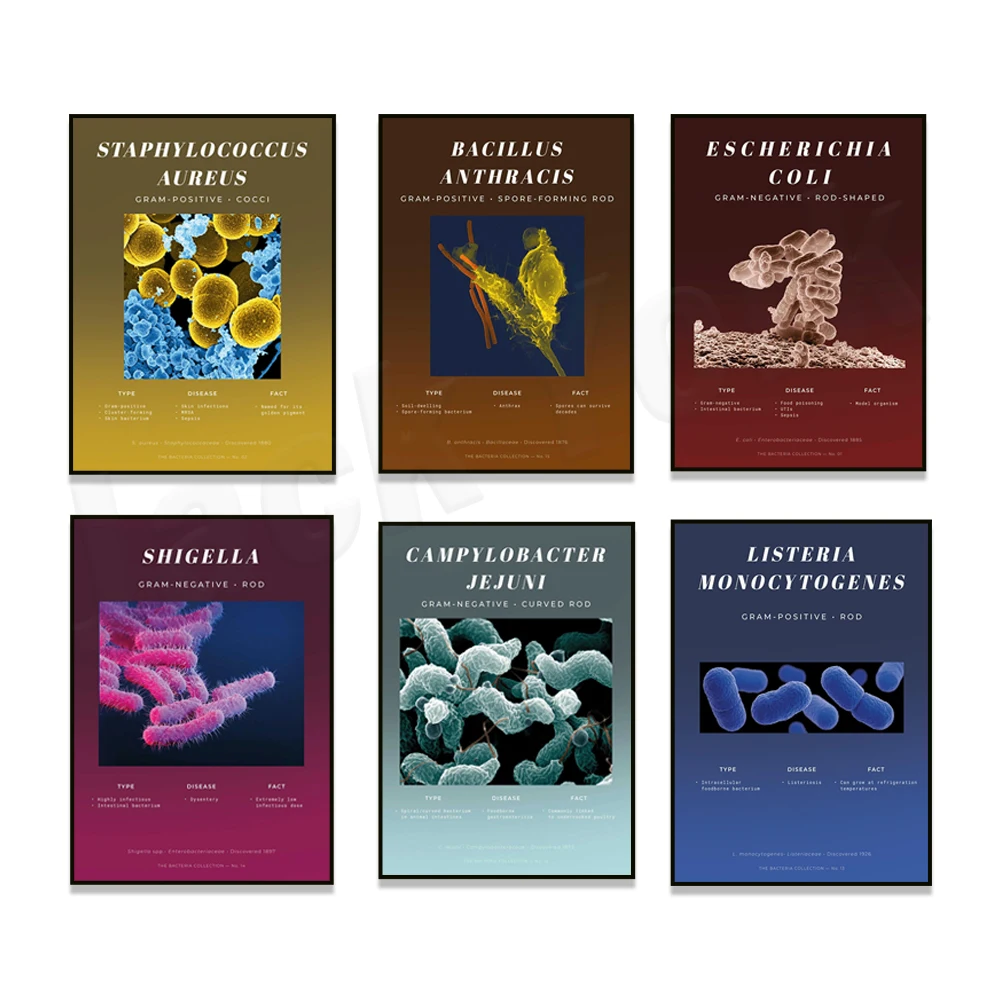 Scientific art series featuring *E. coli*, *Campylobacter*, and *Borrelia*; posters for microbiology medical clinics.