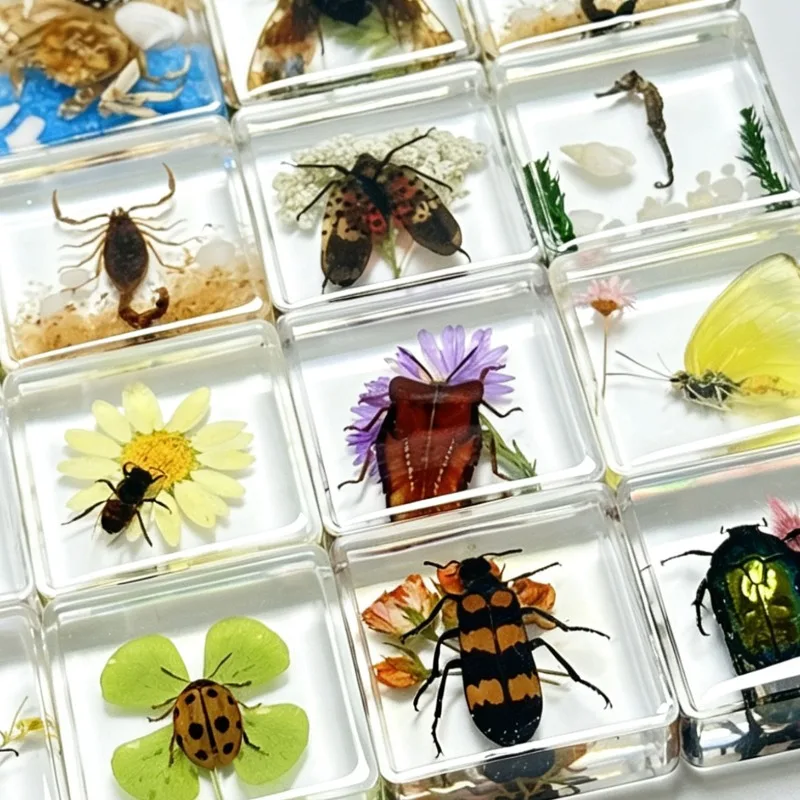 Manufacturer self-operated real insect specimens landscaping mimic square high-transparency resin embedded children's gifts