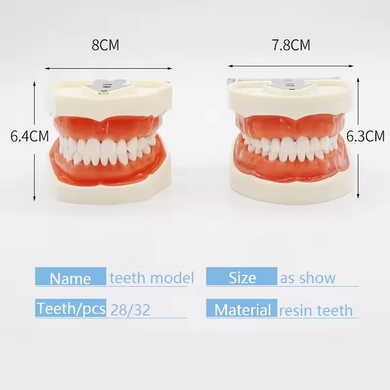 28/32 Dental Teeth Model Dental Teaching Model Soft Gum Resin Typodont Standard Removable Practice Training Demonstration Model