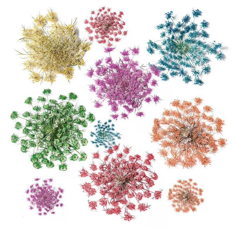 

24Pcs Natural Real Flowers, Large Pressed Amicelin Lace Flowers, Dried Flower Materials for DIY Handmade Resin Photo Frame Decoration, Artistic Handmade Flower Materials