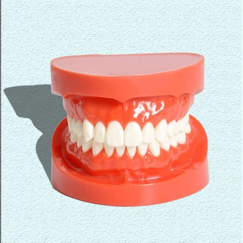 

Study Dental Standard Teeth Model Teaching Tooth Typodont Demonstration Model Dentists Dentistry Clinic 7004