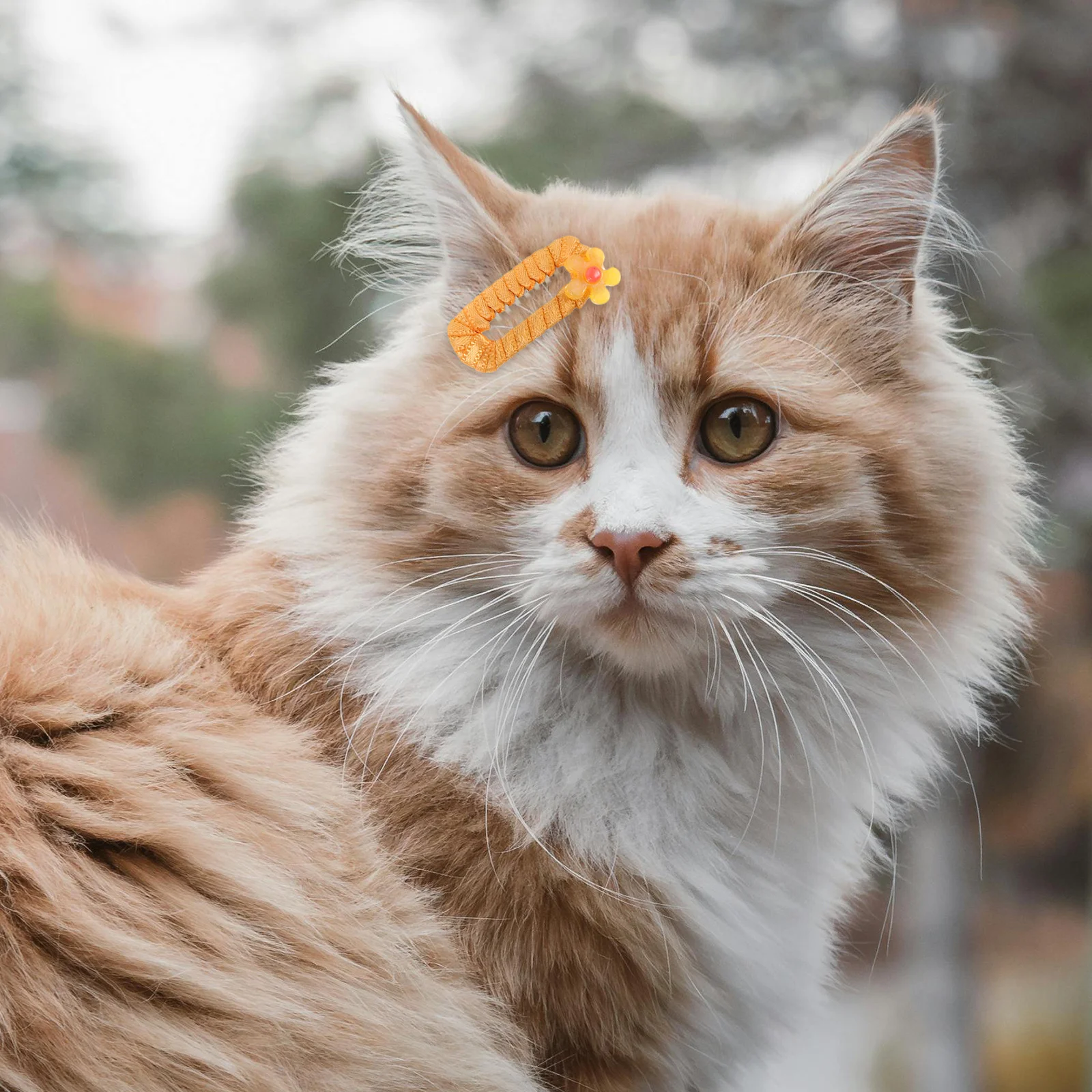 10 Stück Tierhaar-Accessoires, Hundehaar-Clips, niedliche Haarspangen, leicht, für Welpen, Kätzchen, kleiner Hund, Pflege-Styling-Clips