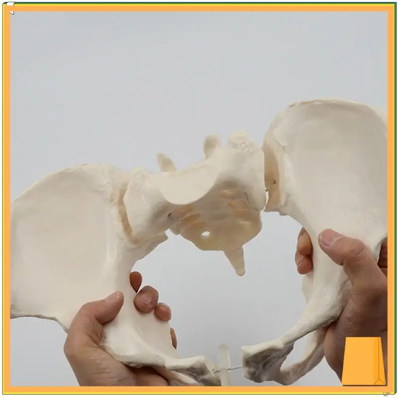 L52A-1 個等身大女性骨盤骨格モデル解剖モデル科学教育用