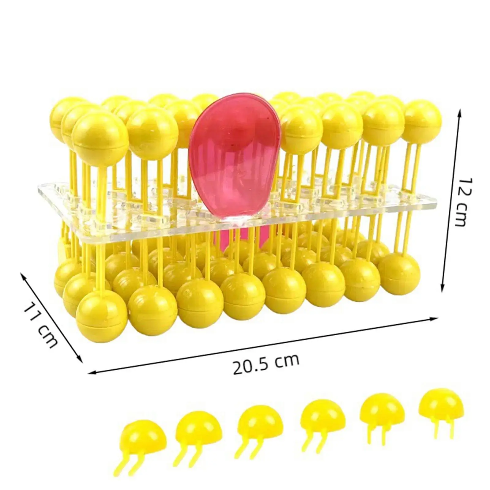 Bilayer Cell Membrane Structure Teaching Model for School Students Classroom