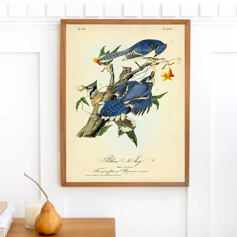 الطيور الأمريكية النباتية الطائر المحاكي ، روبن المشارك حائط لوح رسم صورة فنية ديكور المنزل الكلاسيكية خمر Audubon الفناء الخلفي