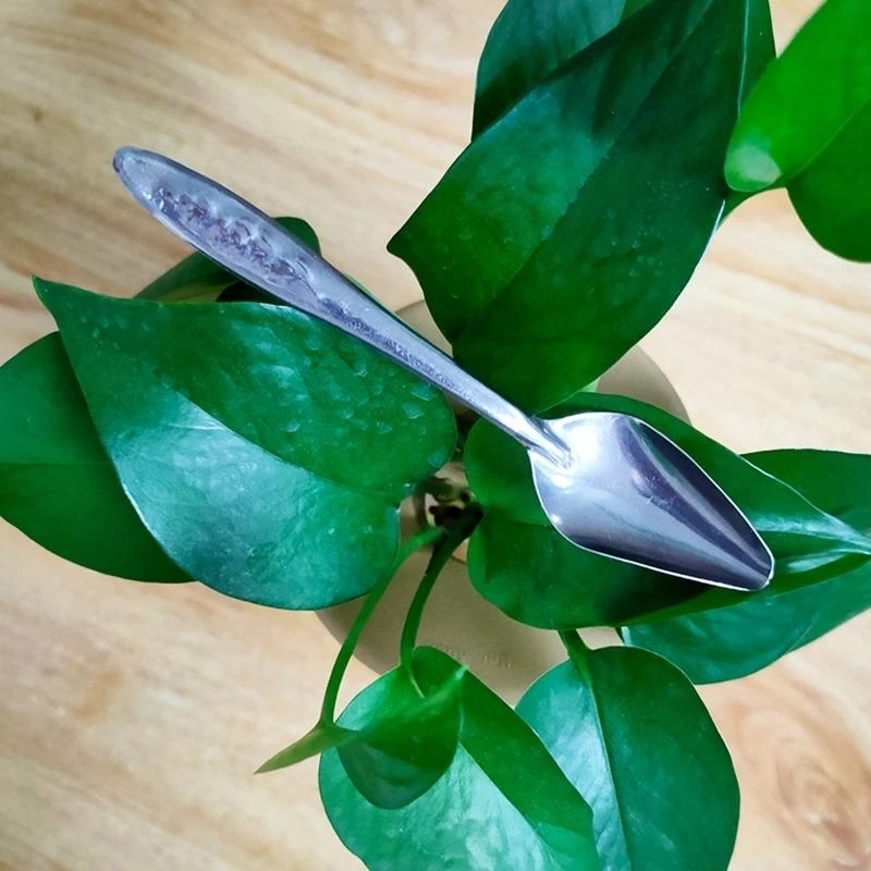 Bird Feeding Spoons to Feed Food Water Milk for Small Parrots Manual Feeder Spoon Metal Feed Scoop Young Birds high quality - Image 2