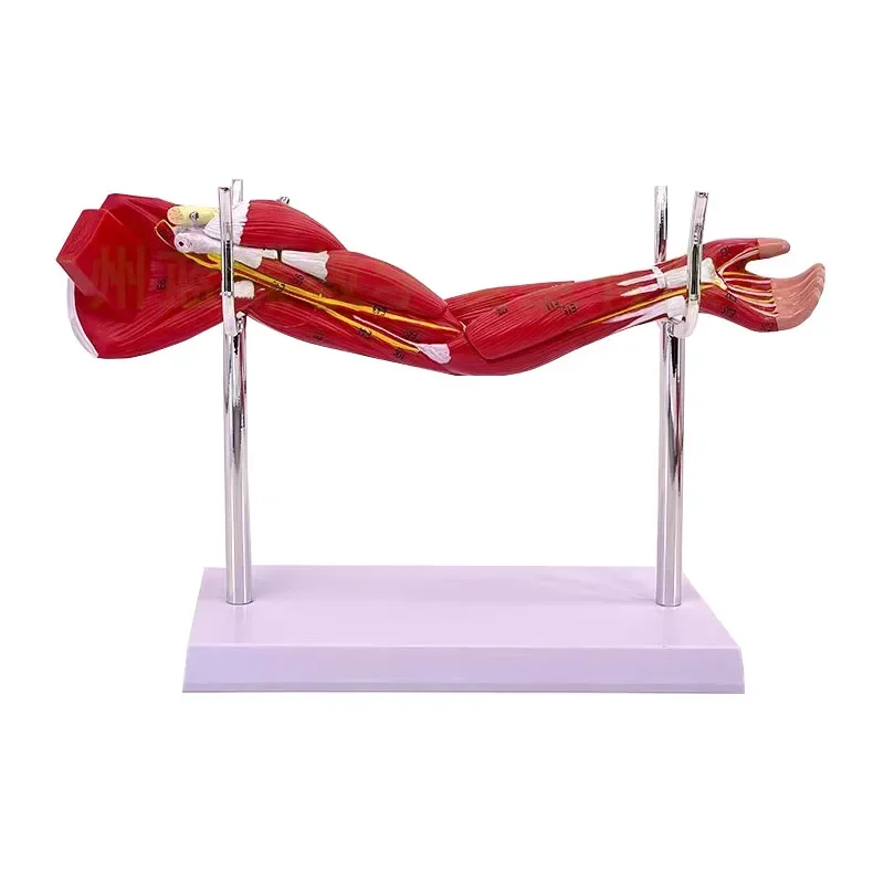 Model of Human Muscle Structure of Small Upper Limbs Lower Limbs Leg Muscles Blood Vessels and Nerves