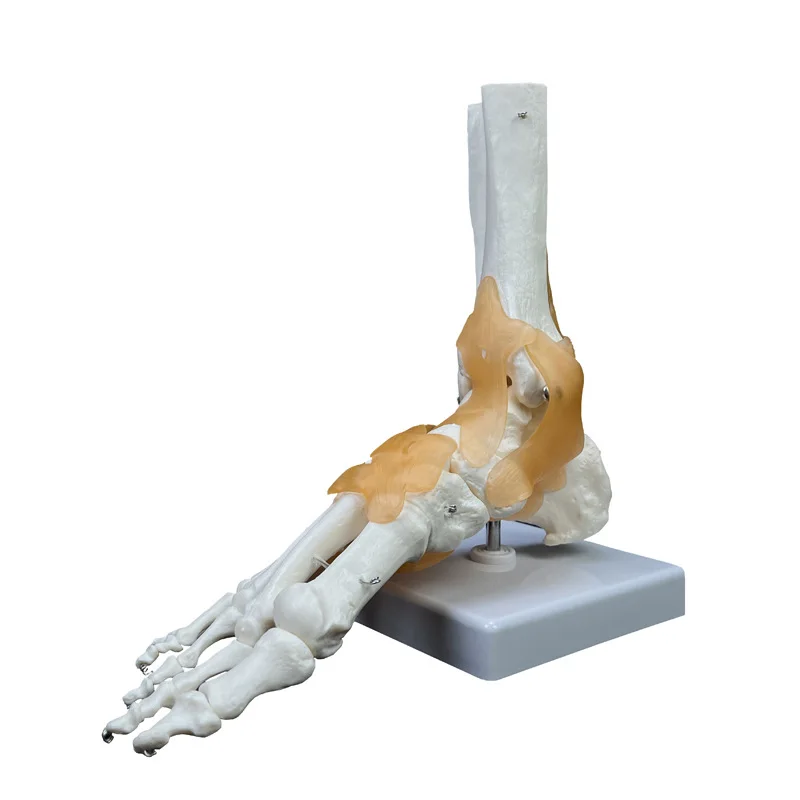 1: 1 Human Skeleton Human Model Joint Medical Anatomy Ankle Ligament Anatomically Teaching Resource Tool