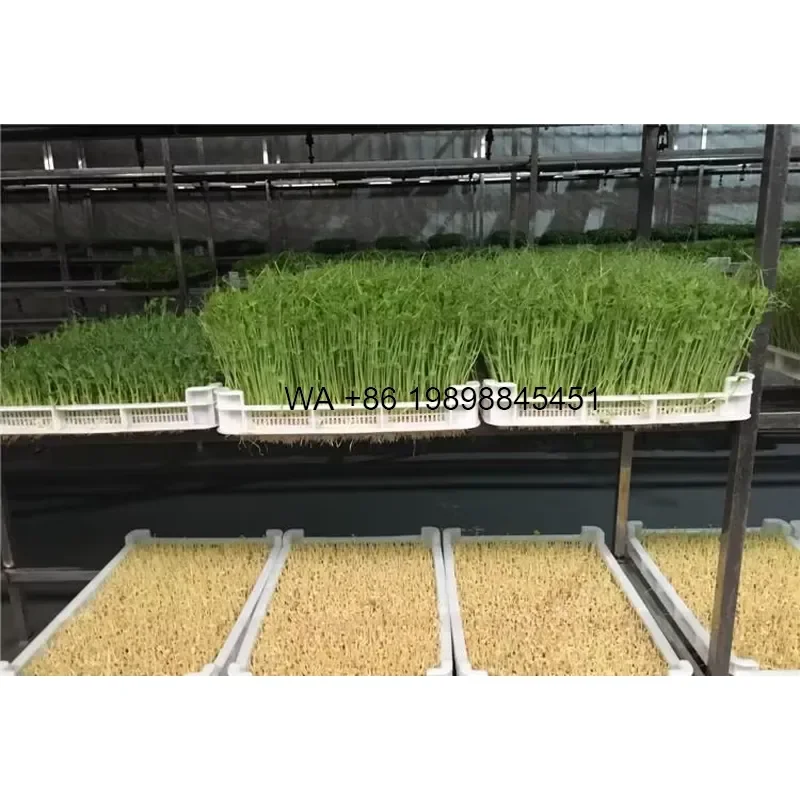 Wmwmnu Automatic Hydroponic Fodder Growing System Industrial Seeds Sprouting for Agriculture Farming