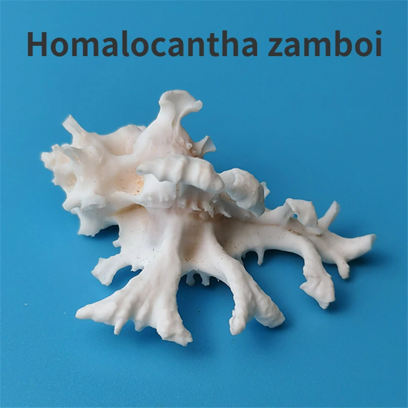 Homalocantha Zamboi Natural Rare Sea Snail Shell Specimen Snail Fish Tank Decoration Collection Sea Shells Beach Decor