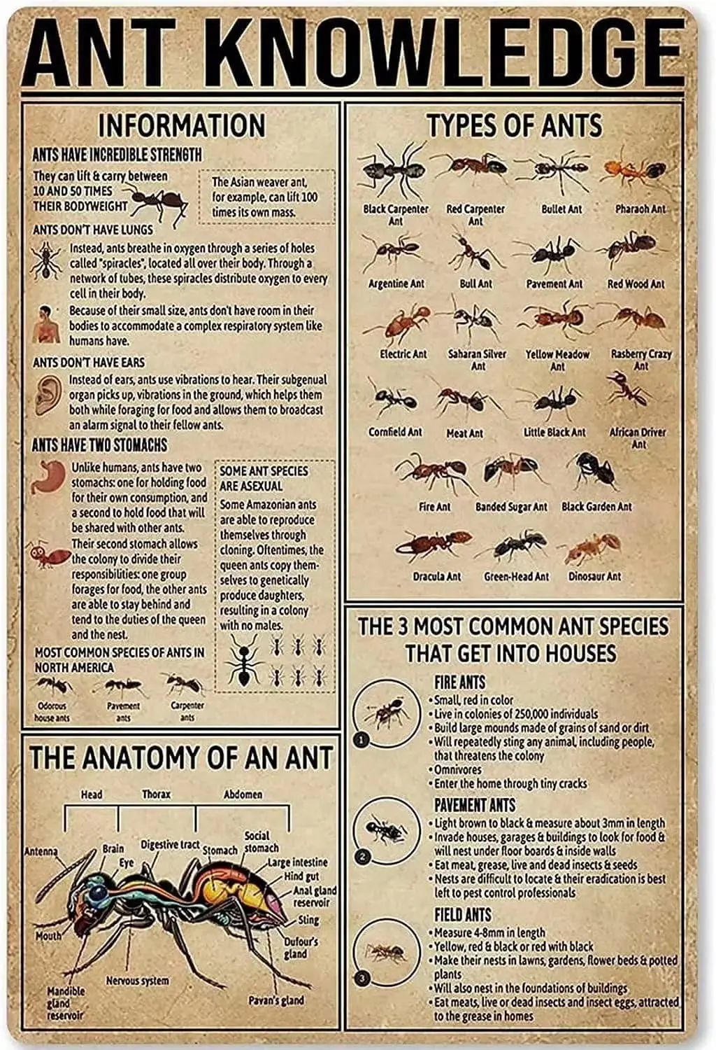 Ant Knowledge Metal Tin Sign Types Of Ants Retro Poster School Education Living Room Kitchen Bathroom Home Art Wall Decorat sign
