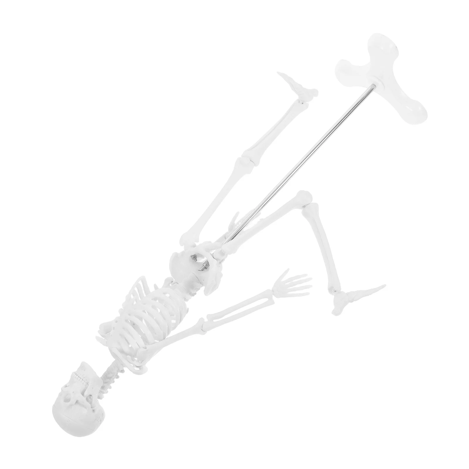 

Models Bone Anatomical Equipment Human Body for Kids Anatomy Studying White