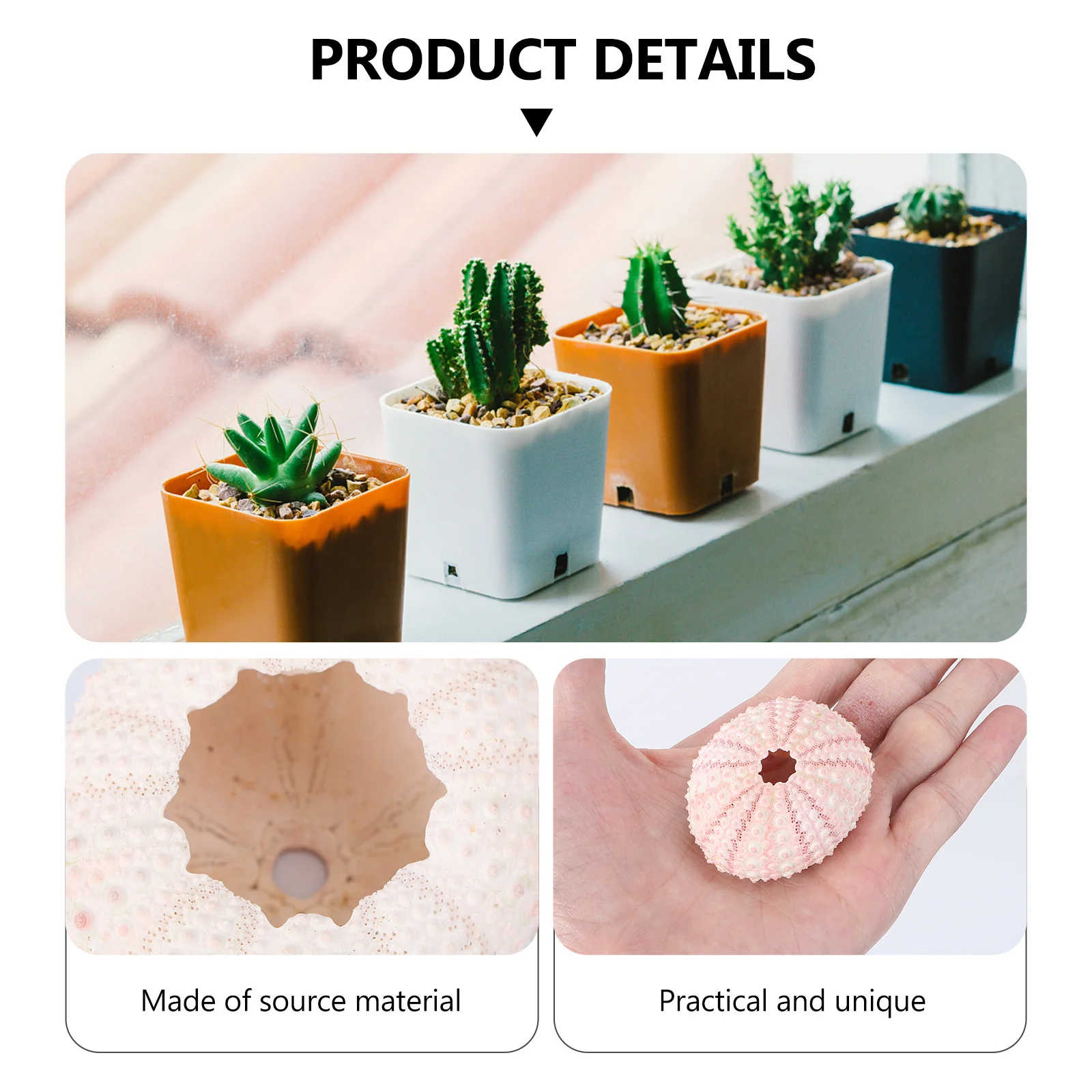 

4Pcs Natural Sea Urchin Shell Pineapple Containers Unique Small Plant Pots Air Plant Holders Seashell Decoration for Home