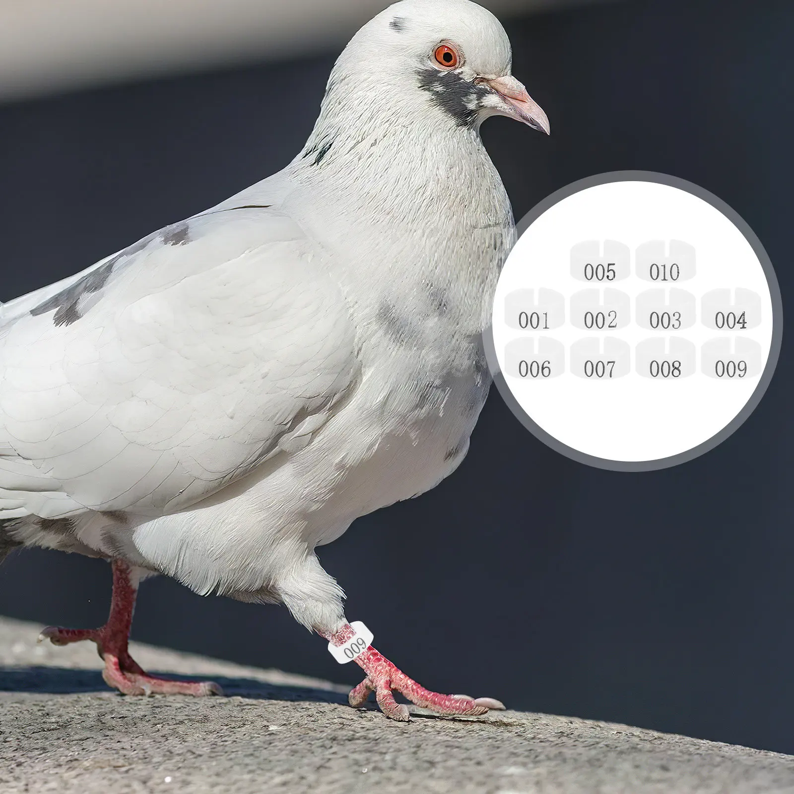 100Pcs Plastic Pigeon Leg Bands 8Mm Inner Diameter Numbered 001-100 Secure Fit Reusable Bird Ring for Pigeons Quail Chick