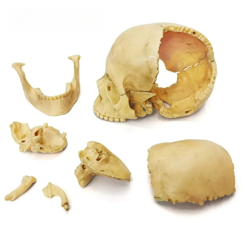 15PCS/SET Anatomy Exploded Skull Model 4D Disassembled Classic Skull Model Detachable Medical Teaching Tool