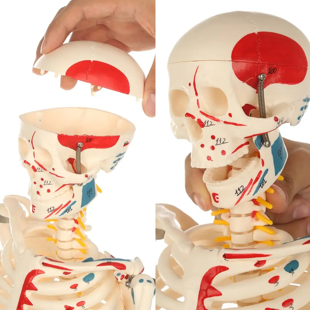 Outil médical de modèle d\'anatomie de squelette de modules humains, peint musculaire du corps entier, comprend des racines de nerf spinal et une