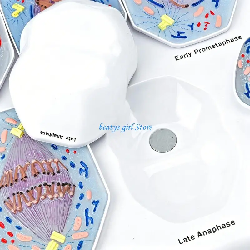 C7AB Anatomical Cell Mitosis Process Model With Color Coded Cell Mitosis Phases