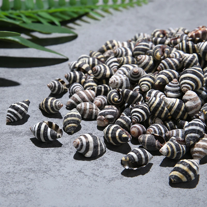 Natural Shell conch specimens, striped snails, micro landscapes, aquarium crafts, 1cm black Zebra Snail, hermit crabs 10pcs/lot