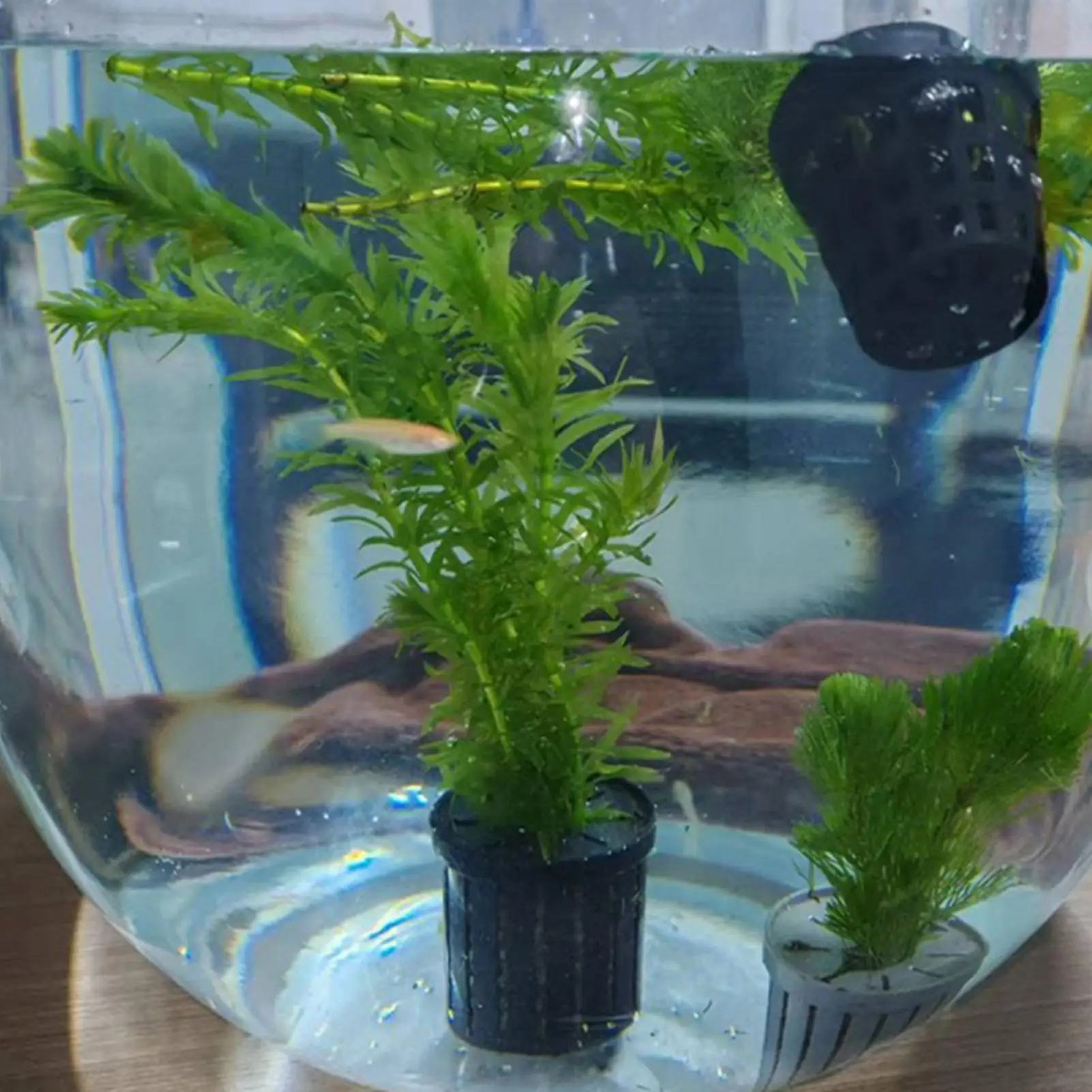 Aquarium-Pflanzenhalter 4 Stück Saugnäpfe Kultivierungstöpfe Aquarium-Pflanzentöpfe für Fischbecken Betta Garnelen Süßwasser