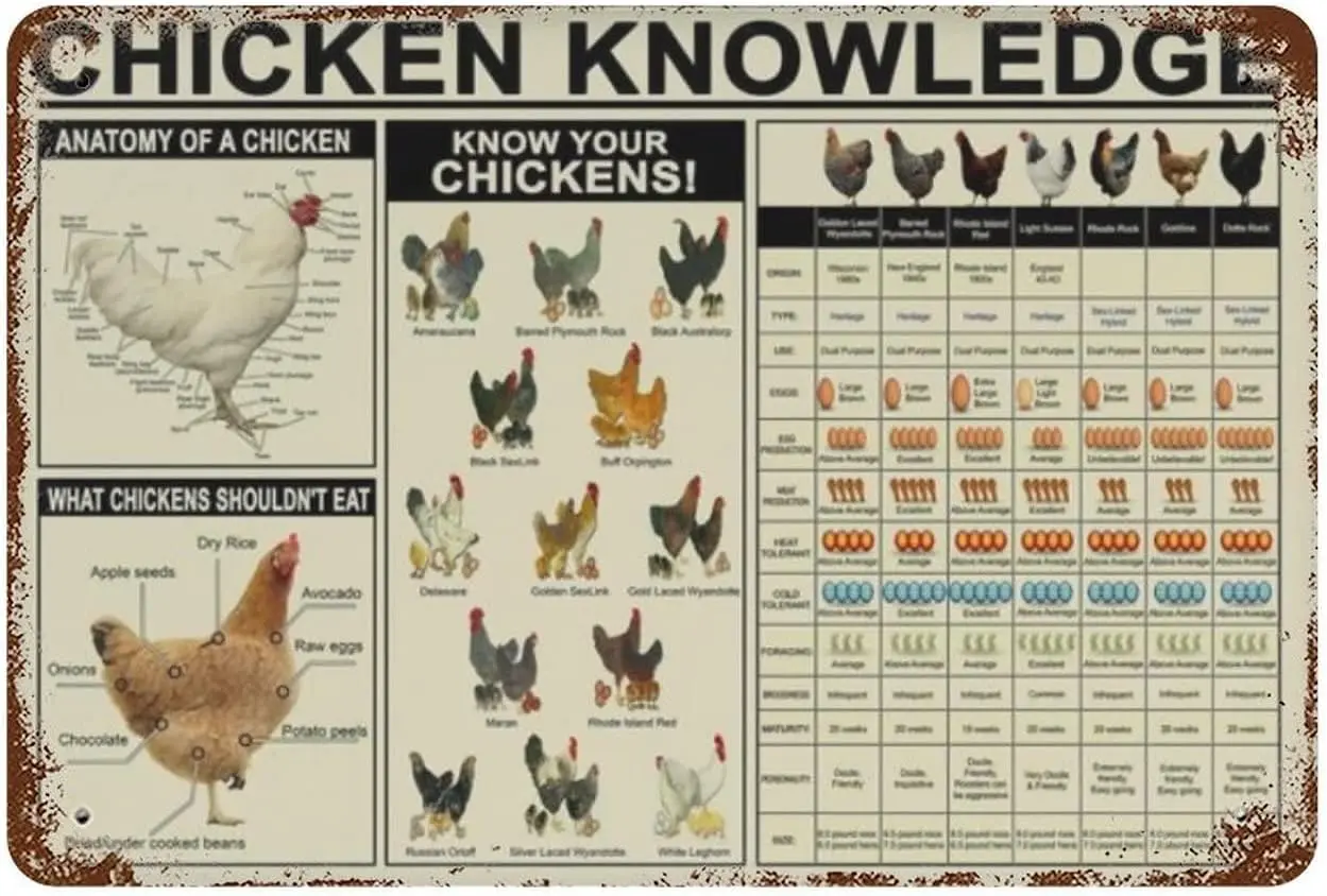 Panneaux métalliques en étain pour connaissance du poulet, affiche Vintage pour connaître vos poulets, Plaque de guidage de ferme, décor mural, panneau K pour salle de classe de ferme