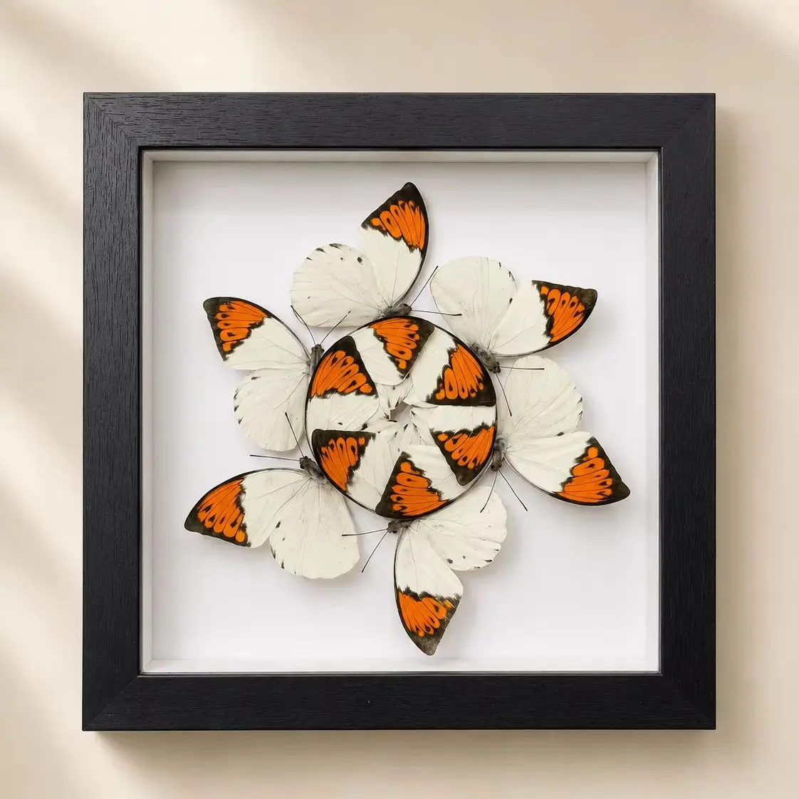 Butterfly Display, 20x20cm Wooden Frame, Butterfly Spiral Wall Decor for Nature Lovers