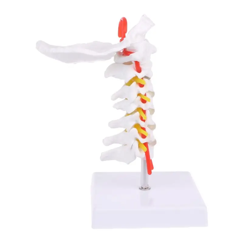 Cervical Vertebra Arteria Spine Spinal Nerves Anatomical Model Life Size