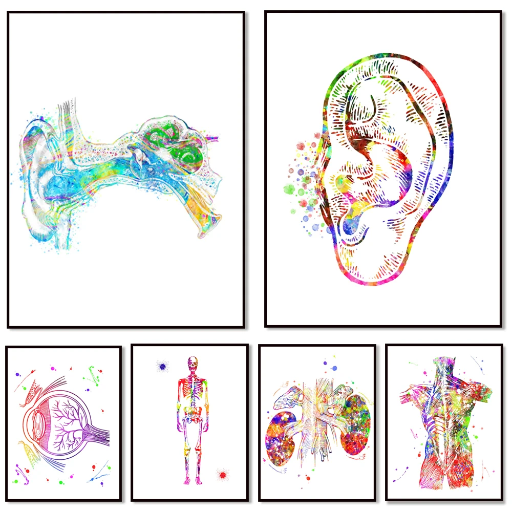 Body anatomy watercolor printing art skeletal system doctor gift medical office wall decoration anatomy poster skull art
