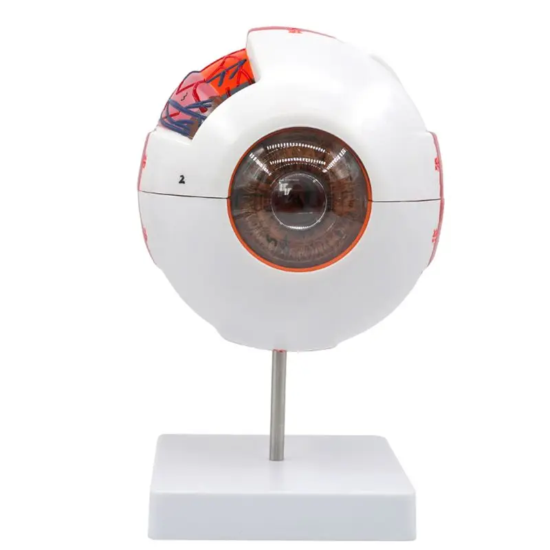 Eyeball Anatomy Model w/ Numeral Sign, 6X Enlarged Human Eye Anatomical Model, Removable 7 Parts, For Study Display Teaching