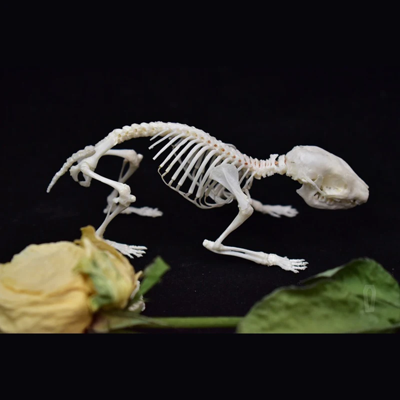 

2121 Original Skeletal Specimen Sculpture Animal Crafts Art Collectibles Desktop Ornaments Holiday Birthday Gifts Home Decor