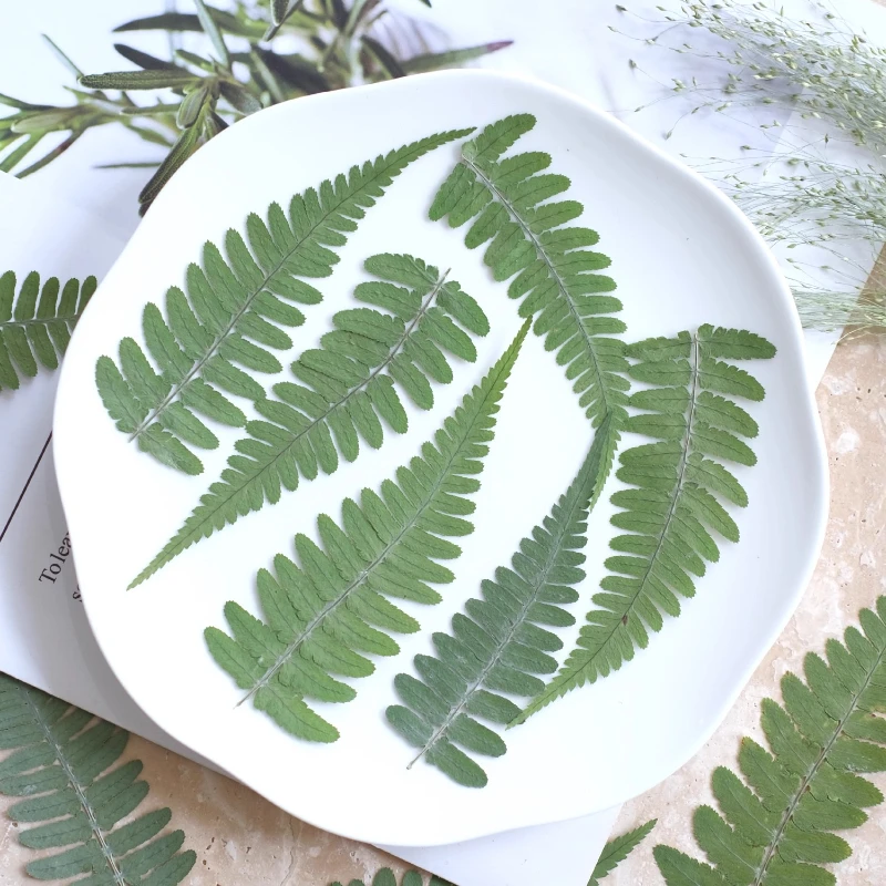 24 قطعة ، الطبيعة ضغط السرخس ورقة الزهور الجافة لتقوم بها بنفسك مجموعة المواد إطارات الصور لمبة مكتب ملصقات الورقة الخضراء-ملحقات راتنجات الايبوكسي #3