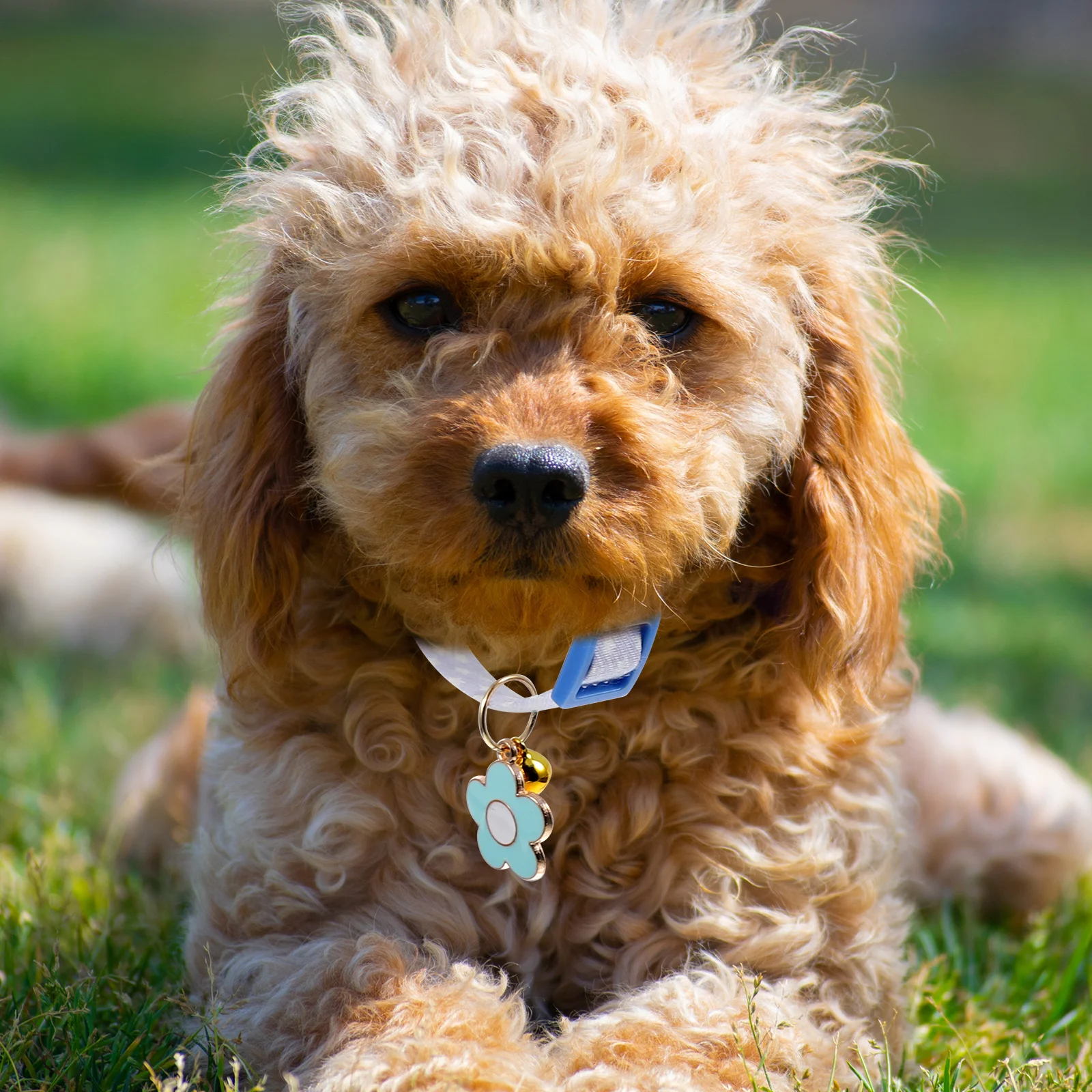 

Collar Cute Adjustable Cyan Flower Summer Dog Cat Kitten Collars Soft Breathable Comfortable Skin Friendly for Photo