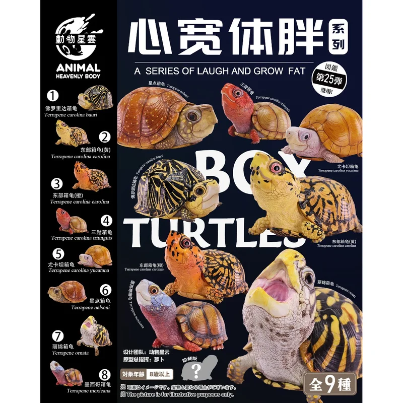 

Animal Model New Animal Nebula Heart Wide Body Fat Series Florida Box Turtle Resin Statue Model 25 - Box Turtle Chapter