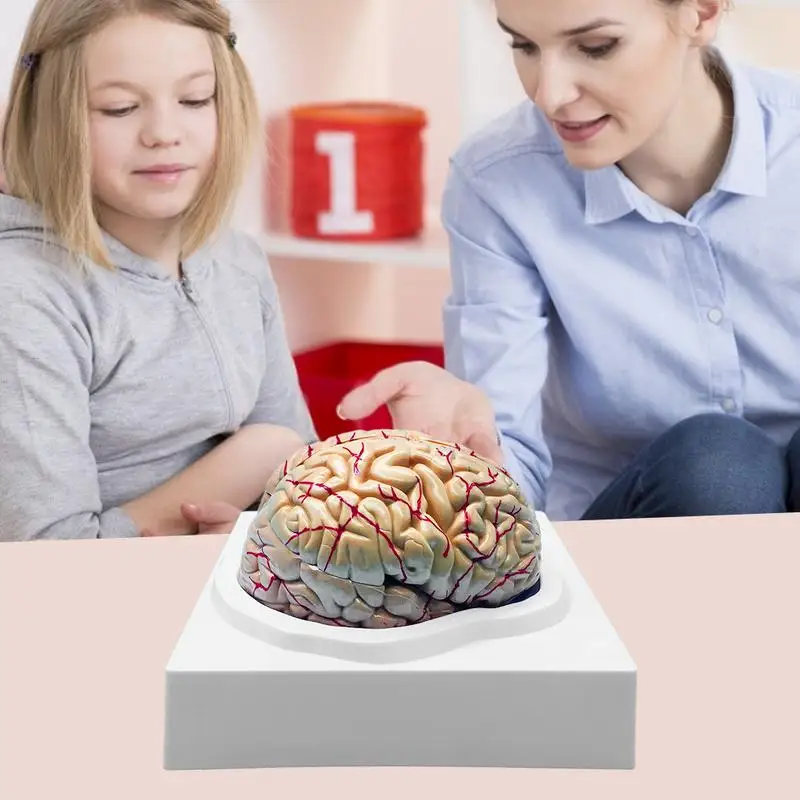 Human Brain Model Accurate Brain Anatomy Props For Science Classroom Study Display Teaching