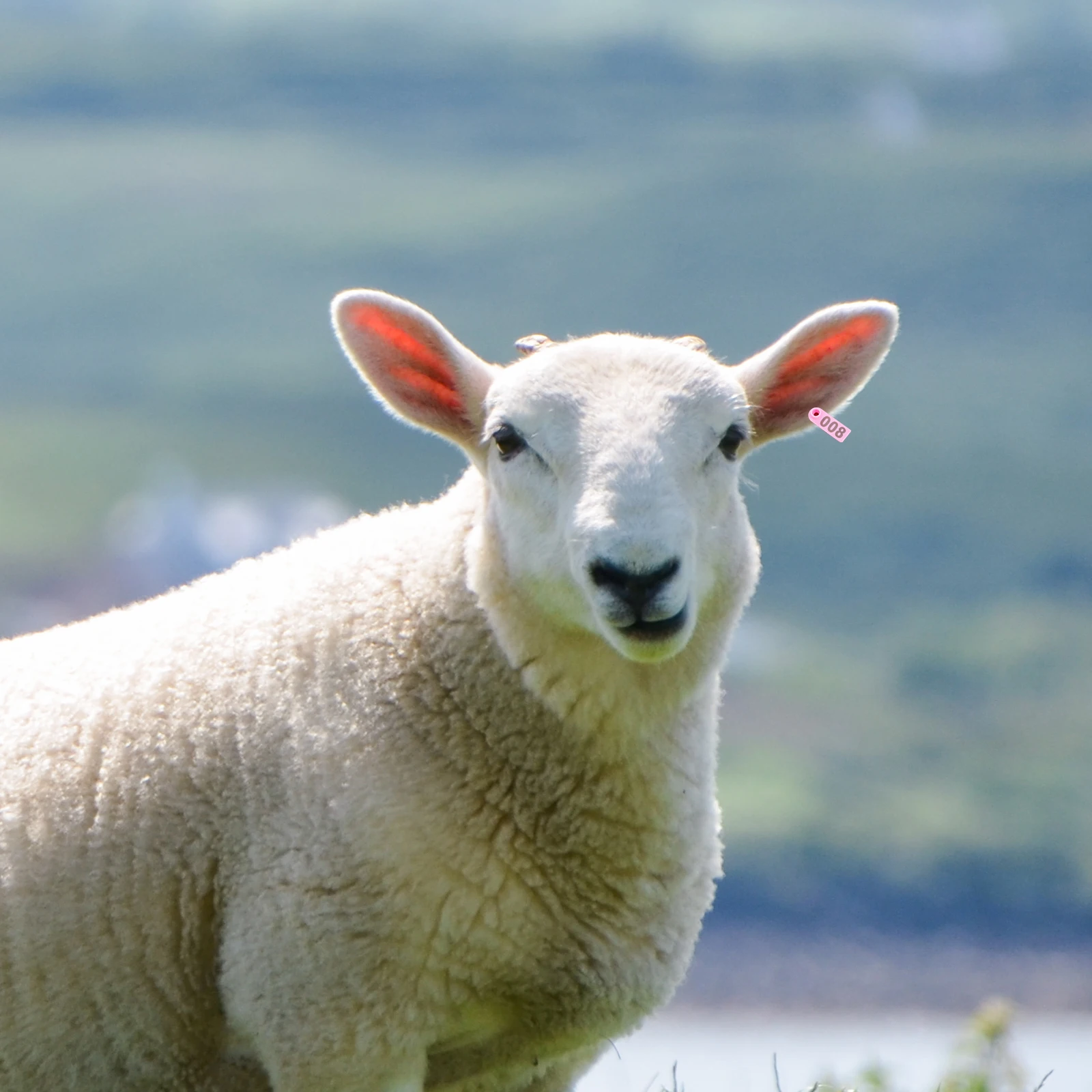 

100Pcs Sturdy Tpu Ear Tags for Sheep Cattle Goats Clear Visibility Easy to Read Efficient Livestock Management