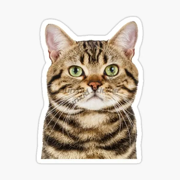 Cute Cat American Shorthair PVC Waterproof Stickers for Decorate Fridge Car Room Wall Van Truck Window Decal Accessories