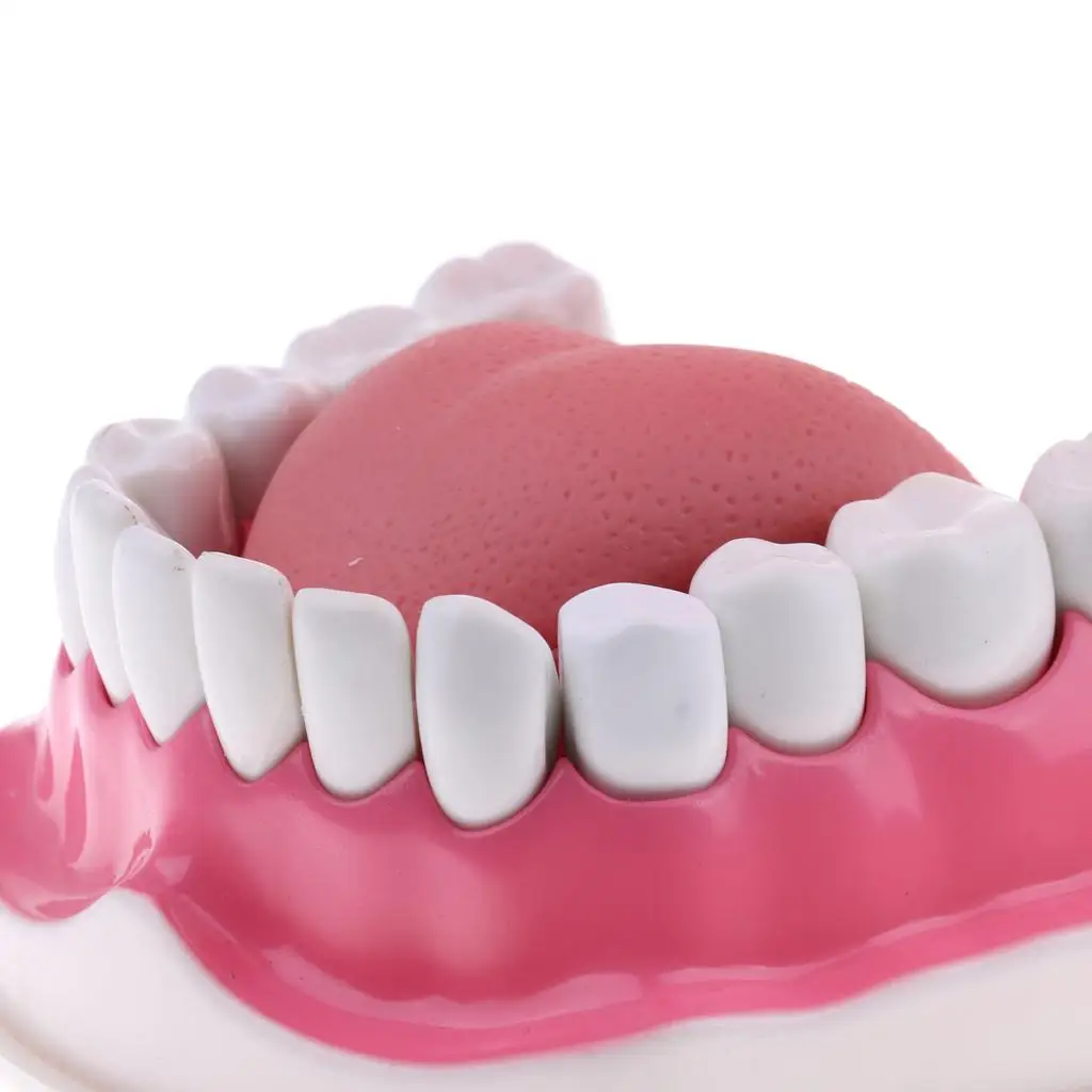 Dentist Study Aid Human Mouth Teeth Kit Dental Model for Patient Education and Hygiene Training
