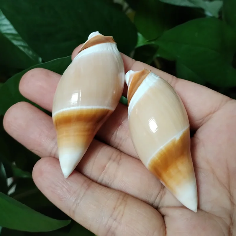 Conchas marinas de bala Natural, conchas marinas de Terebellum, colecciones oceánicas raras, manualidades de playa DIY, decoración náutica, adornos artesanales de tanques de peces, 2 piezas