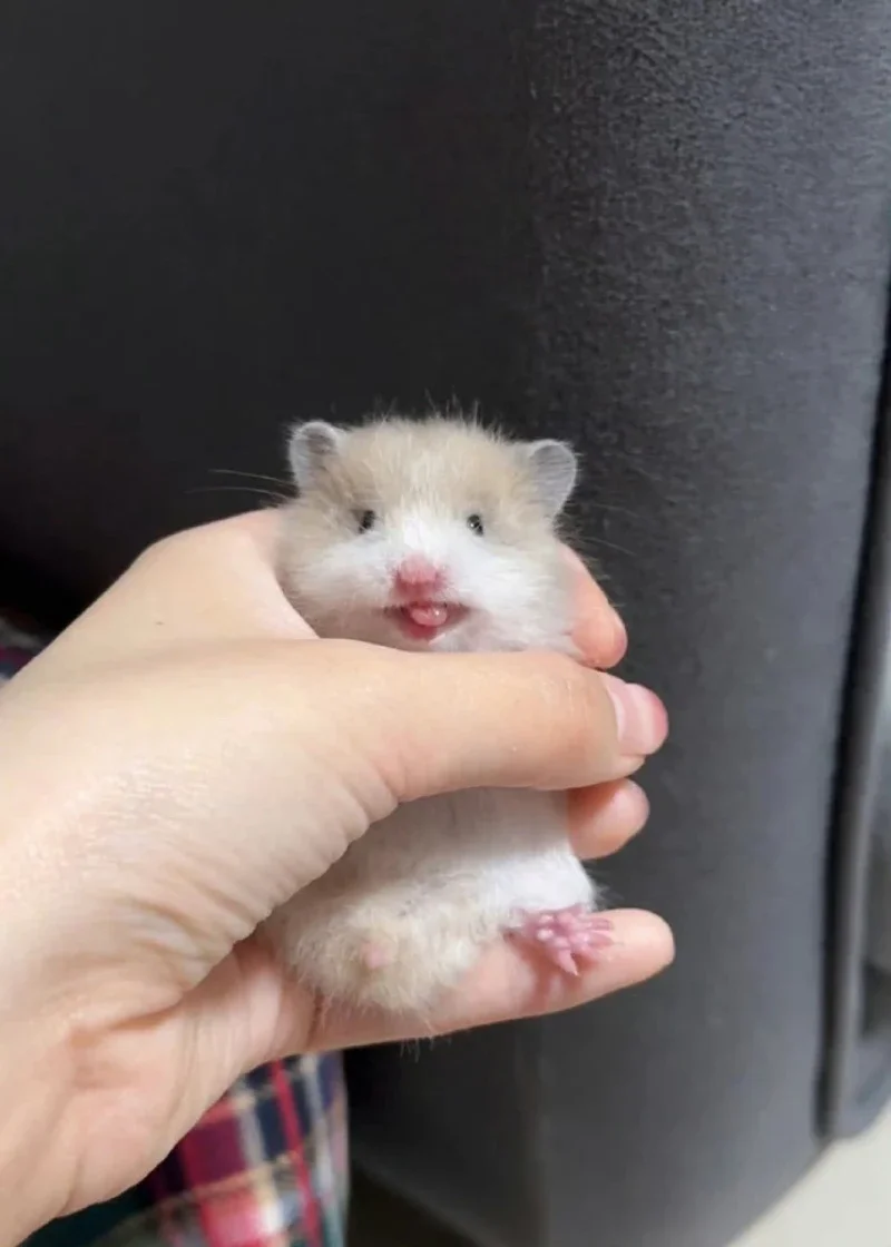 

Car Sticker Kiss Lips Car Motorcycle Decoration Reflection Waterproof Car Shape Custom Sticker Car Accessories