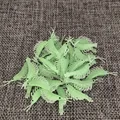 1000Pcs Green