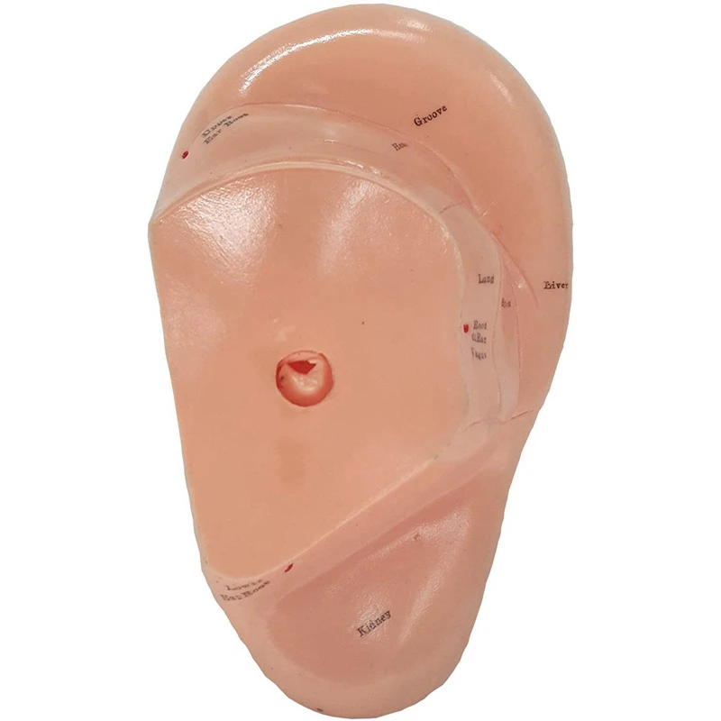 Thumbnail 4 - #18 Best Acupuncture Models to Buy In 2026