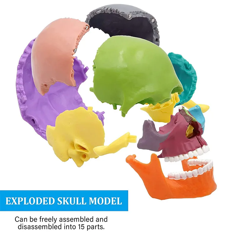 15pcs/set 4D Disassembled Color Skull Anatomical Model Detachable DIY Science Popularization Medical Supplies Tool