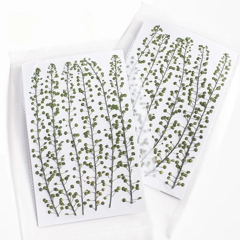 ดอกหญ้ากรีนเบลล์สีธรรมชาติ แห้งแบบกด สำหรับงาน DIY งานฝีมือ กรอบรูป ที่คั่นหนังสือ เครื่องประดับเรซิ่น และงาน Scrapbooking