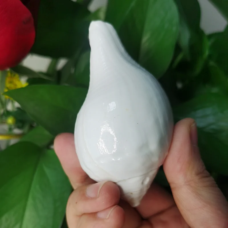 11CM White Conch Natural Indian Chank Shell Conch Home Wedding Furnishing Pieces Fish Tank Decoration Blowing Shankh Specimens