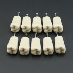 Dental Typodont Columbia Dentoform 860 Type 32 Teeth Removeable Dental Practise Typodont Teeth Model